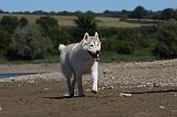 SIBERIAN HUSKY 630